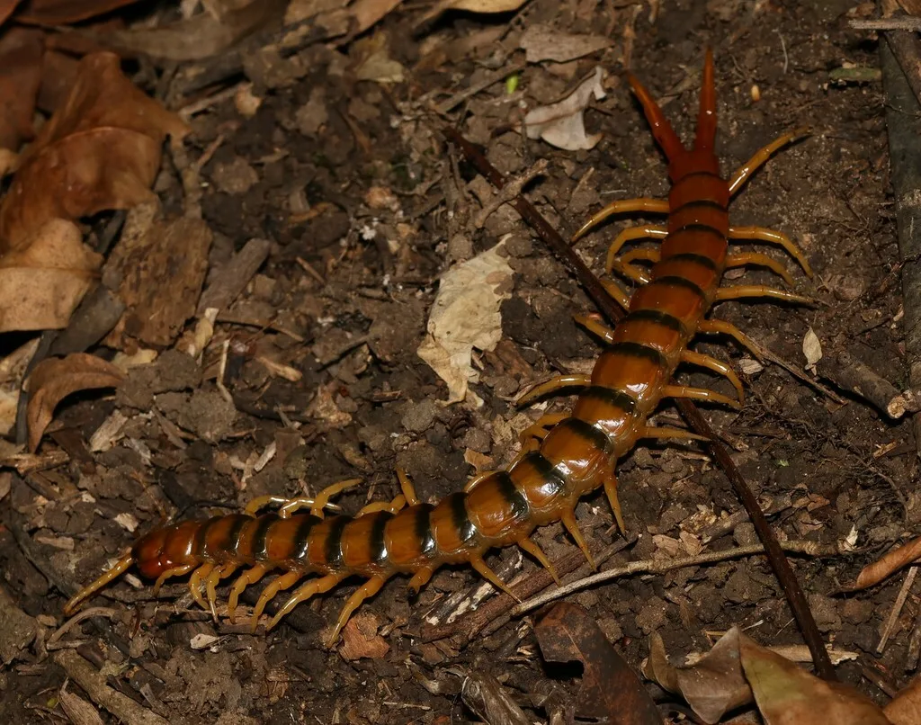 A long orange-brown animal with a flattened body of repeated sections, among leaf litter