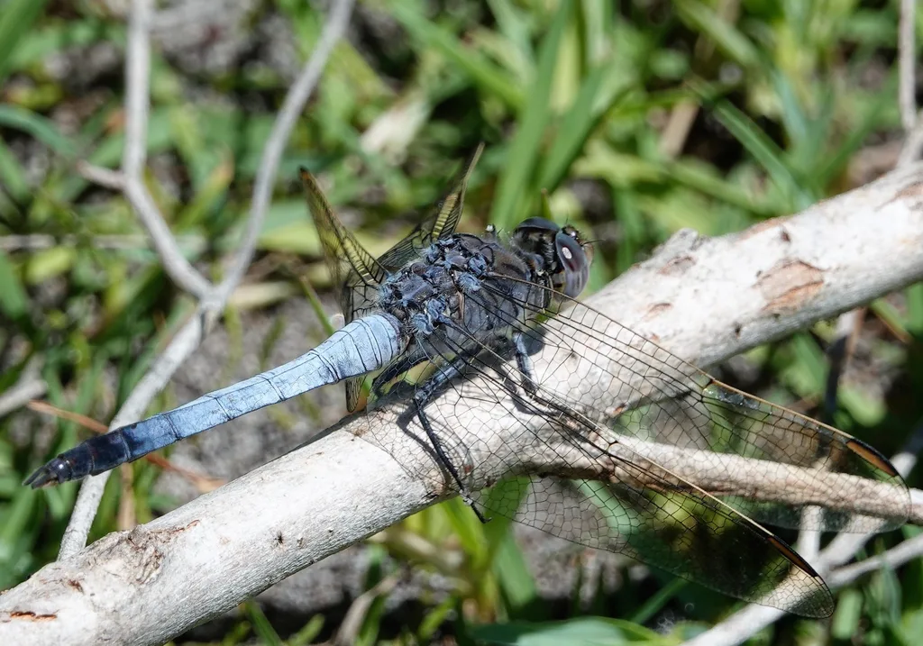 A slender blue animal with a long straight body, perched on a reed