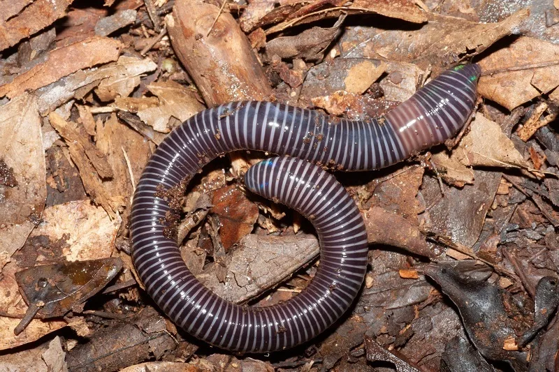 A long pink-brown animal with a smooth ringed body, lying on damp leaves