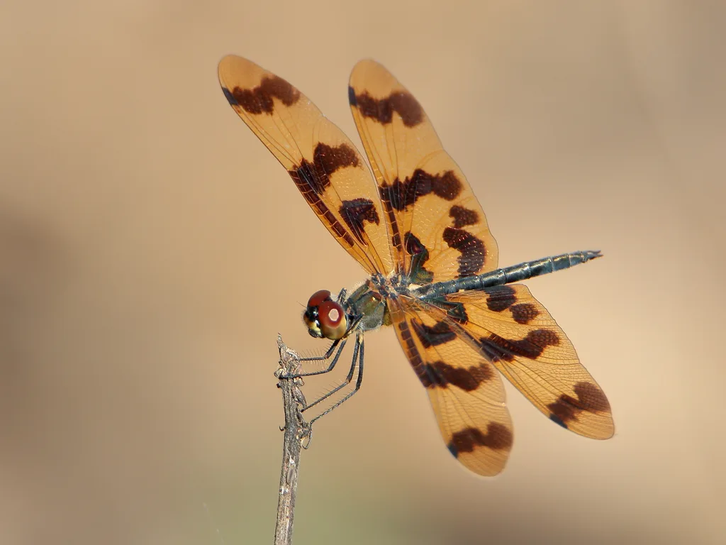 A slender animal with broad patterned wings, resting on a grass stem