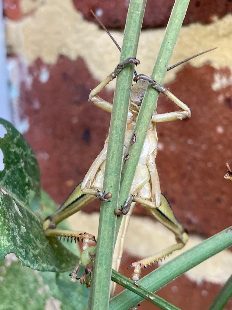 A large green animal with long folded back limbs, gripping a plant stem