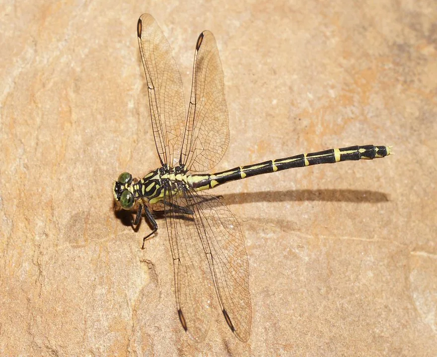 A slender green-and-black animal with a long body, perched on a stem